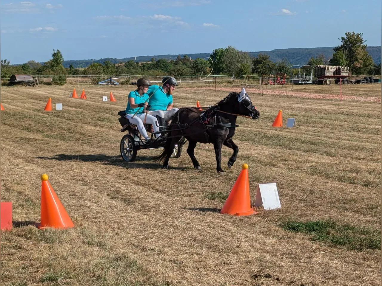 Pferd mit kleinem Wagen und 2 Insassen auf einem Slalom-Parkour