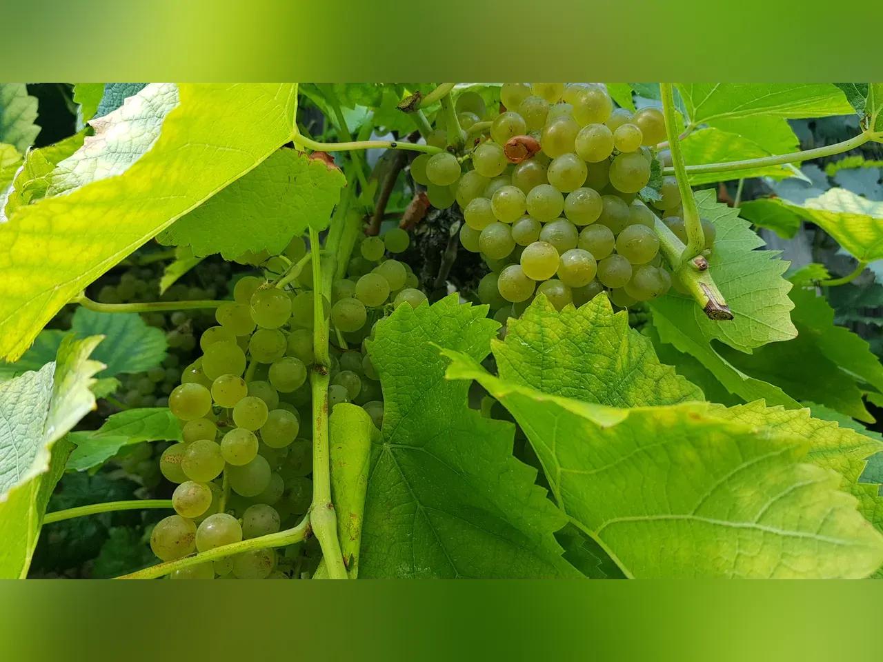 Nahaufnahme einer Weinrebe