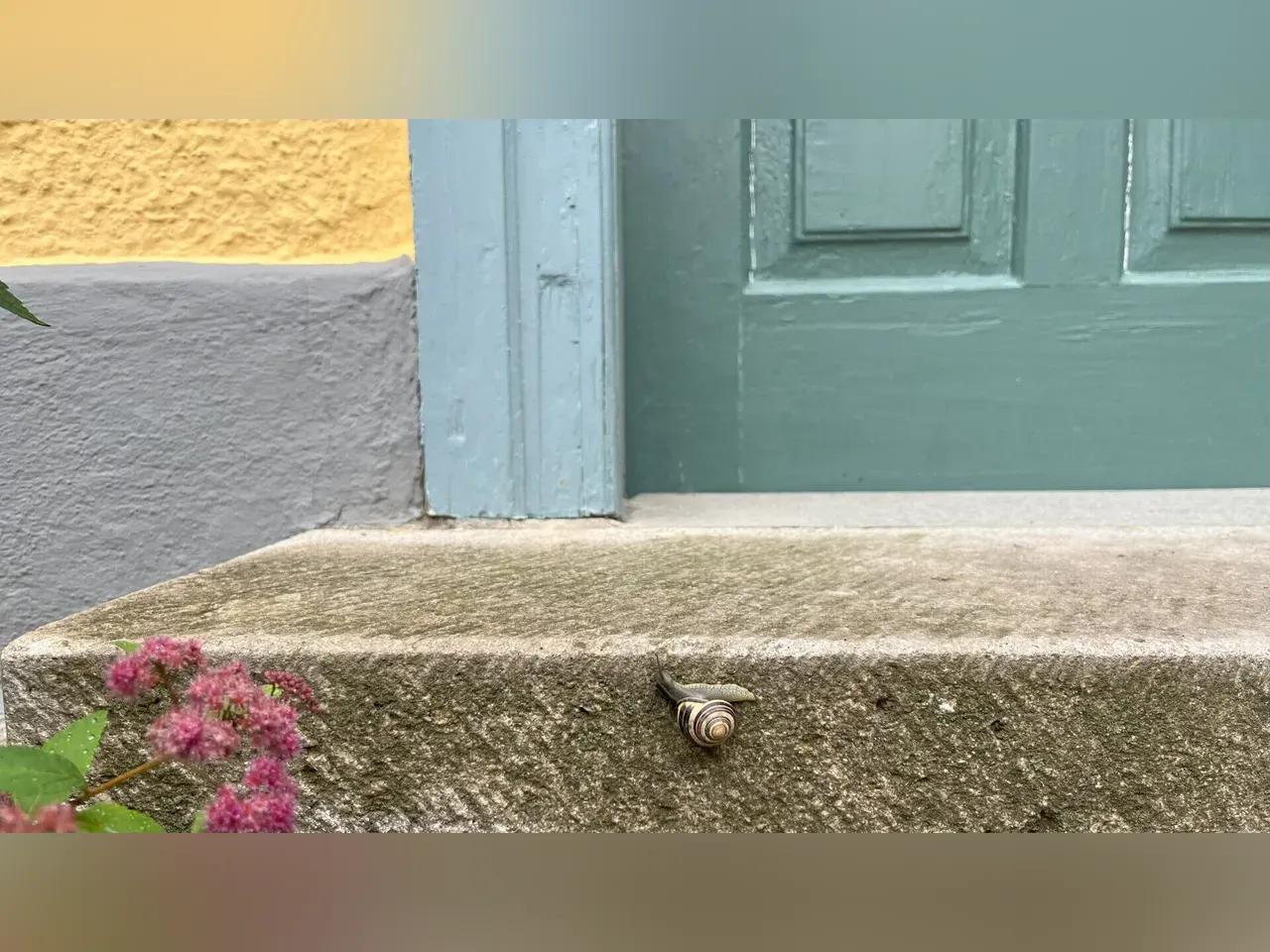 schnecke-jpg