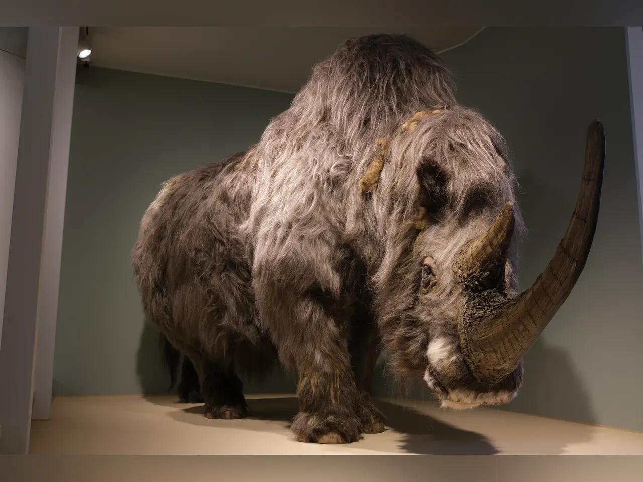 Spektakuläre Lebendrekonstruktion eines Wollhaarnashorns im Museum für Naturkunde Gera