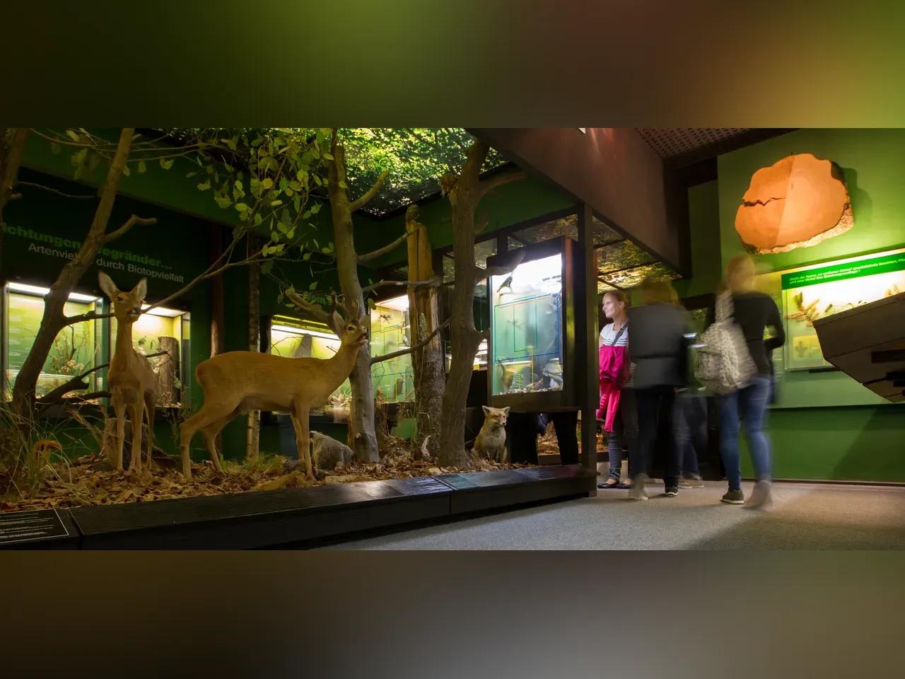 Blick in die Ausstellung mit Rehen, einem Fuchs und anderen Tieren des Waldes