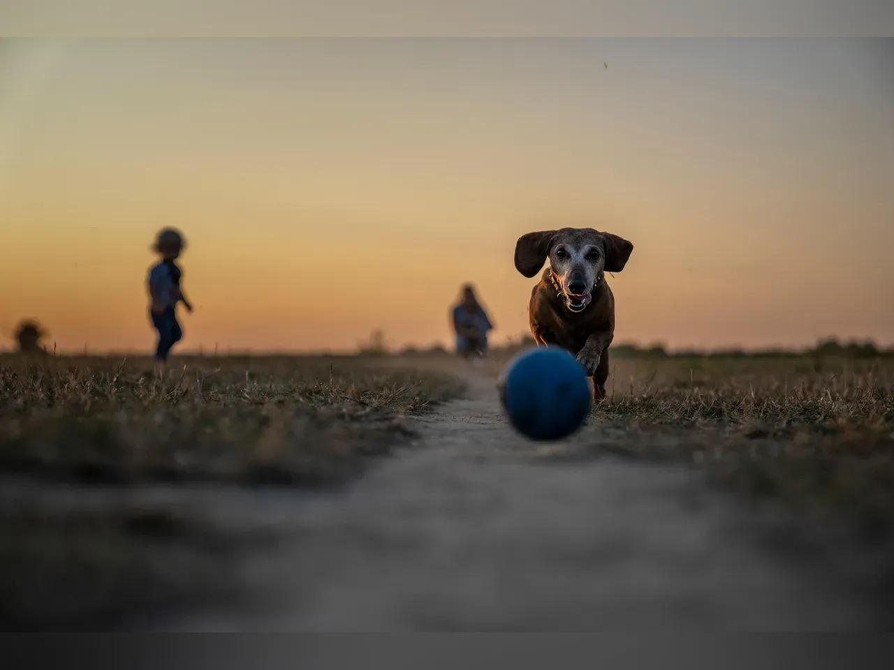 gassi-gehen-hund-jpg