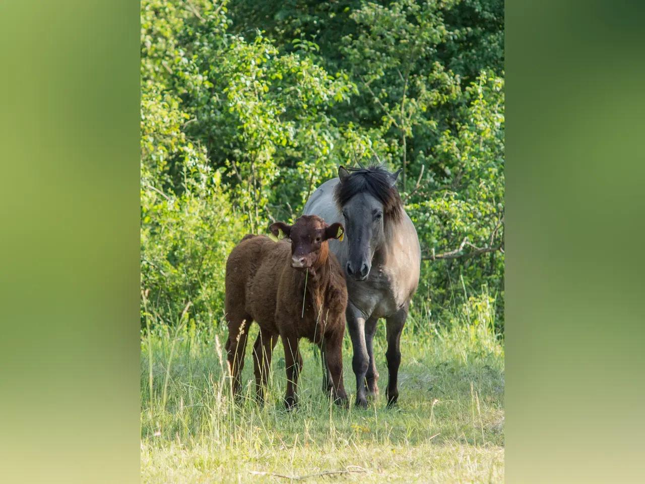 Ein Pferd und eine Kuh in der Natur