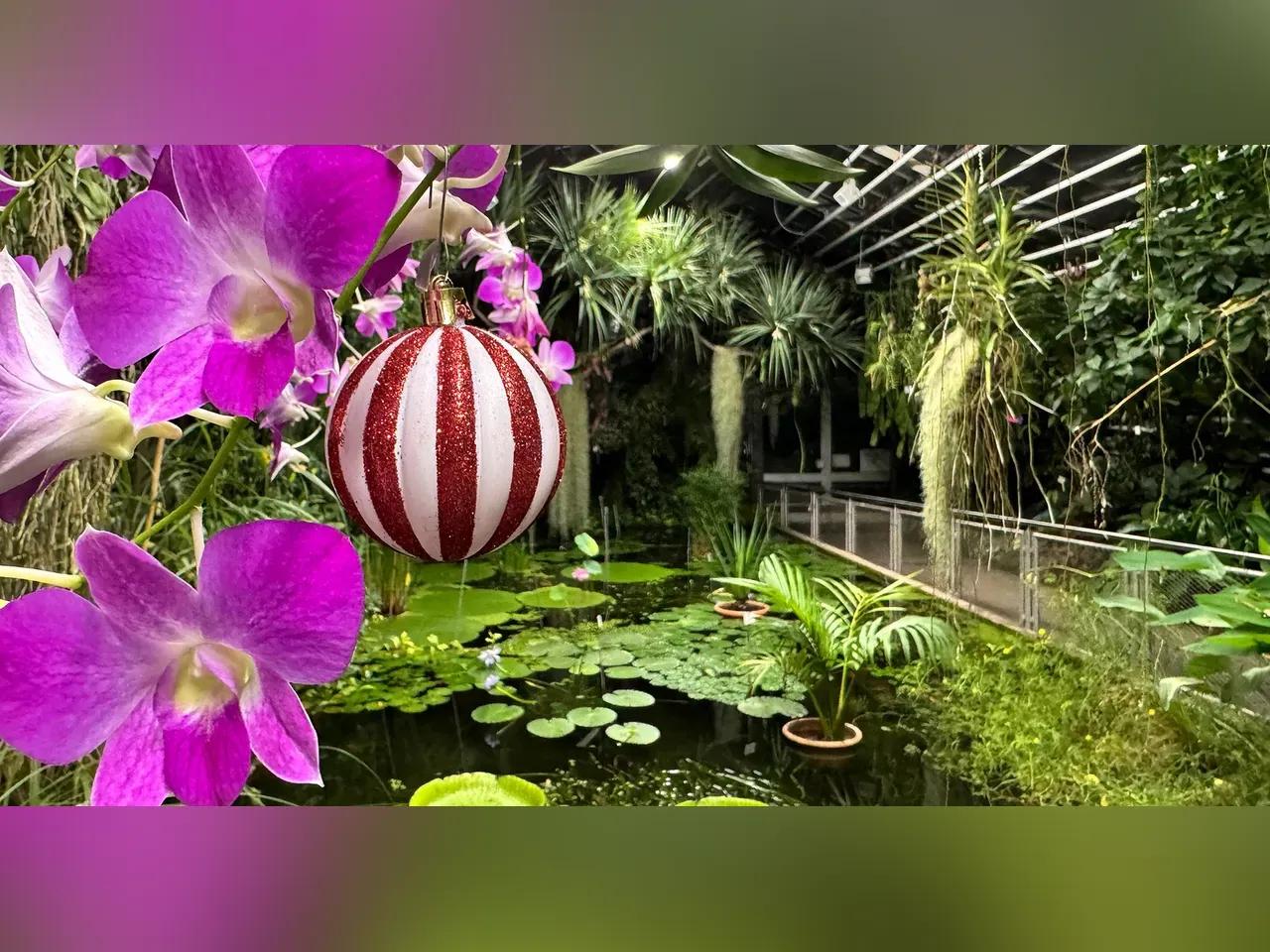 Blick in ein Gewächshaus mit Weihnachtsschmuck