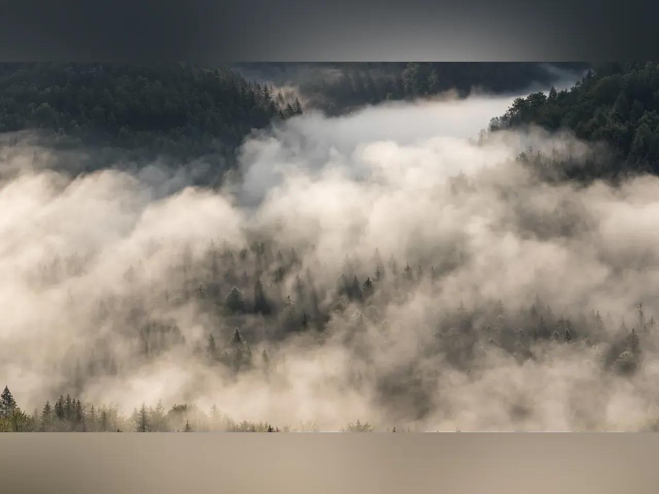 Ein Vorschaubild vom Film „Das kahle Herz”, das einen vernebeleten Thüringer Wälder mit einem See zeigt.