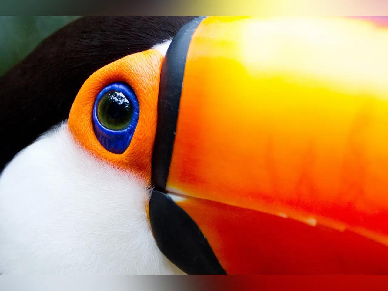 Riesentukan (Ramphastos toco) blickt in die Kamera. Nationalpark Iguaçu, Brasilien.