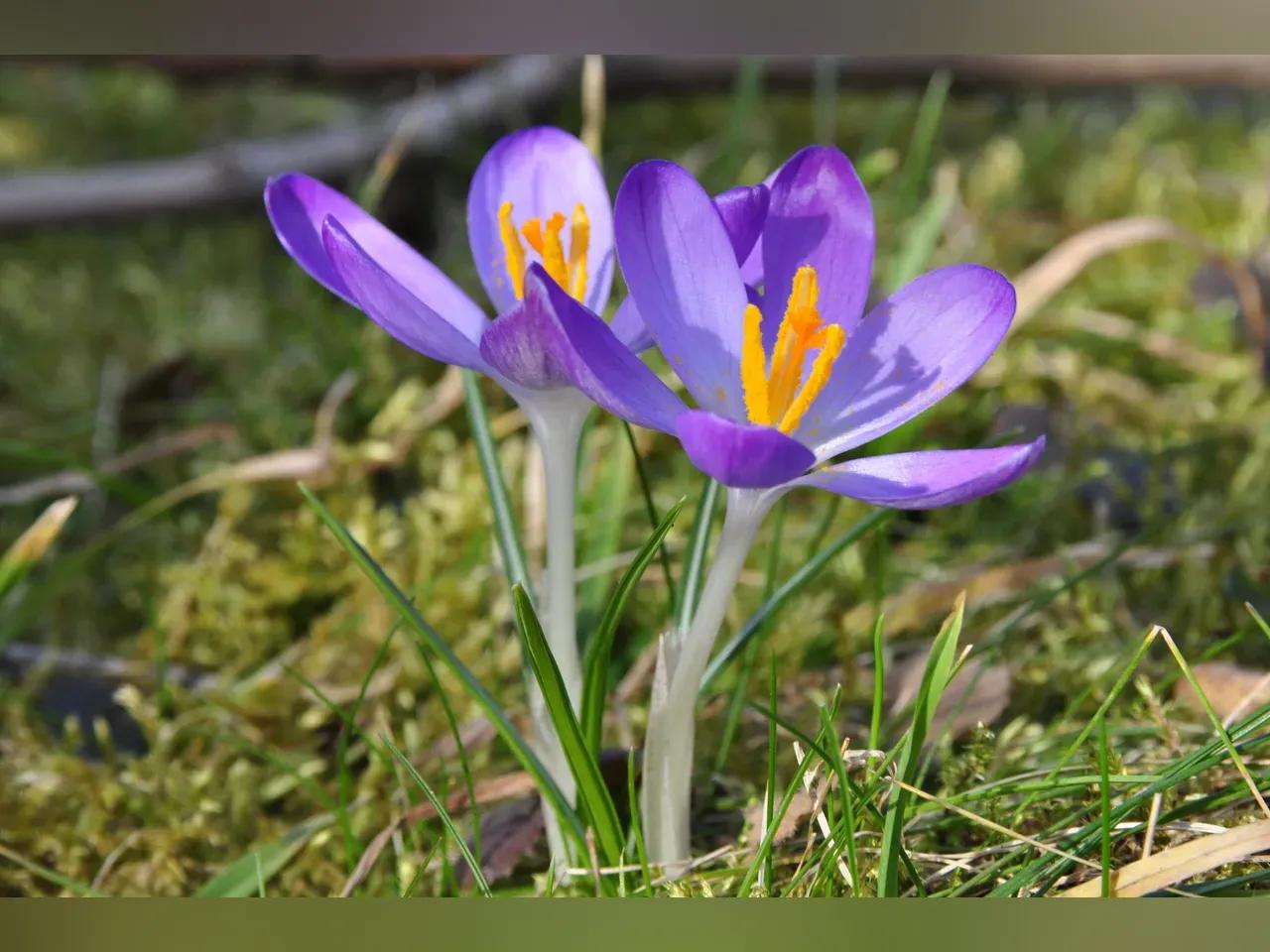 Zwei geöffnete, violett-farbene Crocus-Blüten