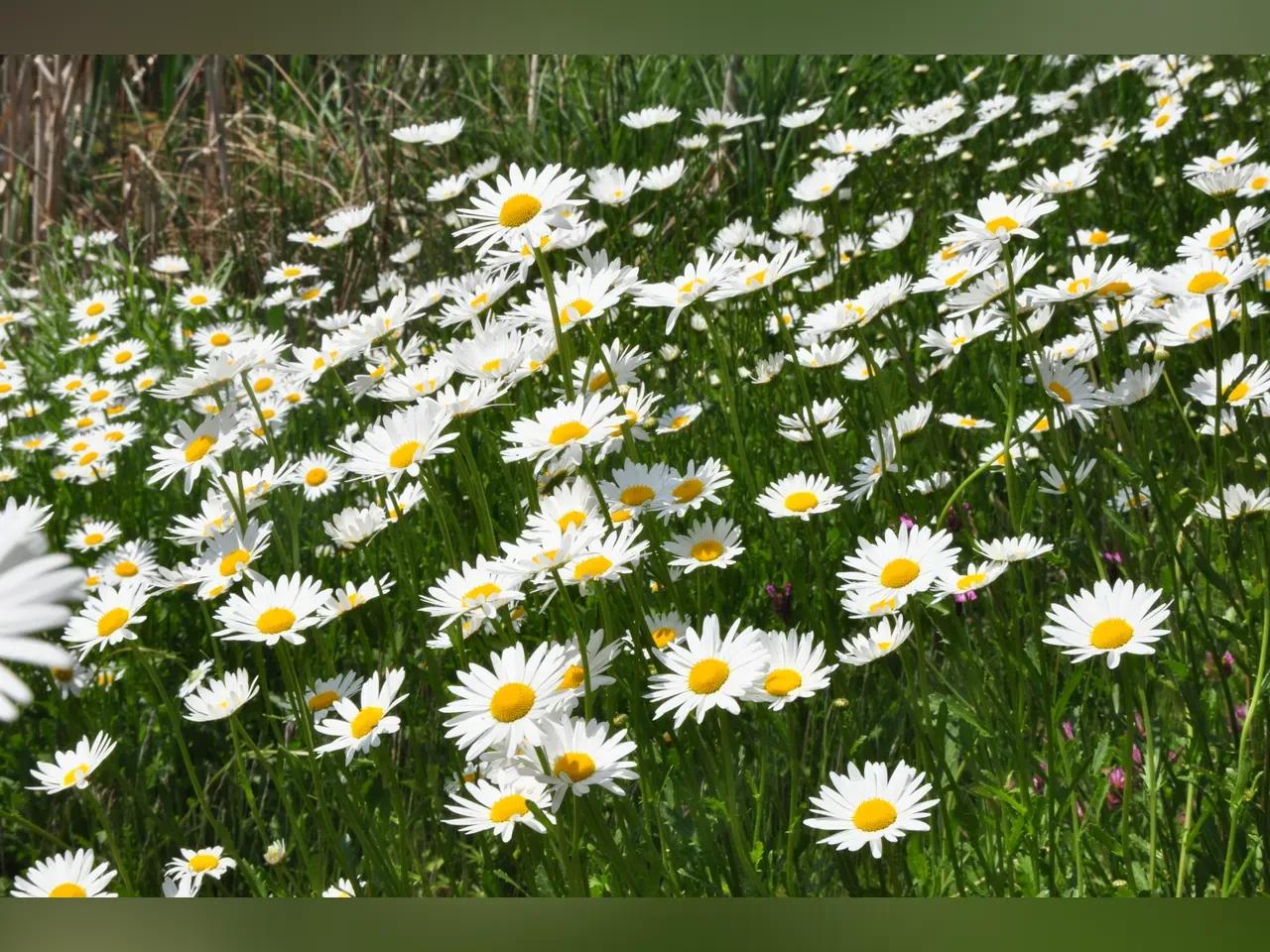 Wiese mit blühenden Margeriten