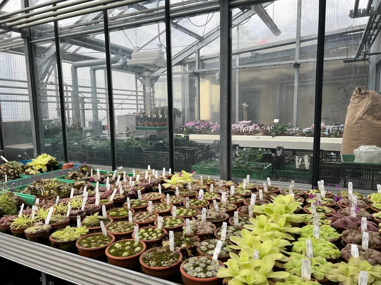 Tisch voller Tontöpfe, in denen Pflanzen wachsen