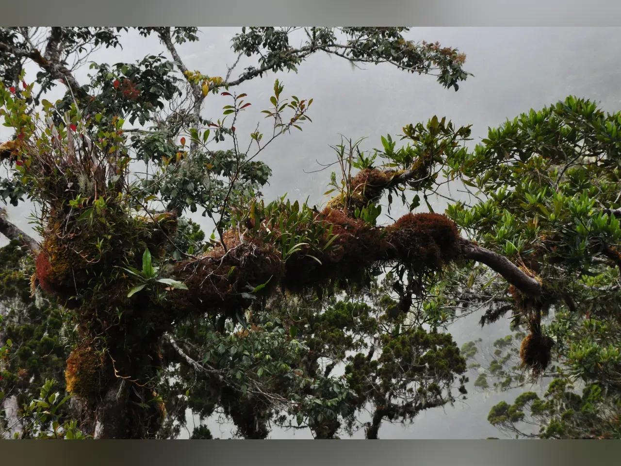 Baumkrone mit Moospolstern und Aufsitzerpflanzen