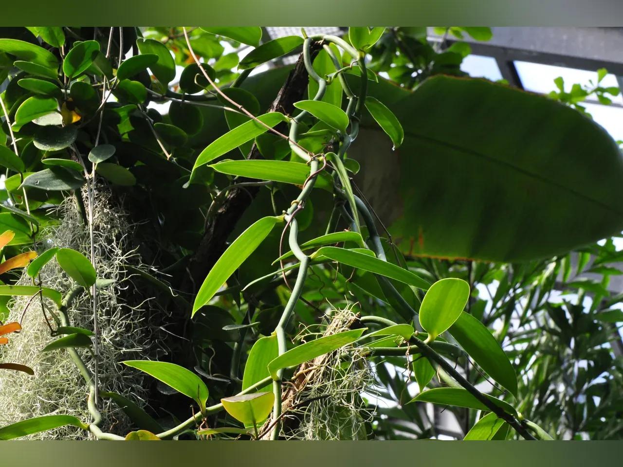 Rankende Vanillepflanze mit anderen tropischen Pflanzen im Hintergrund