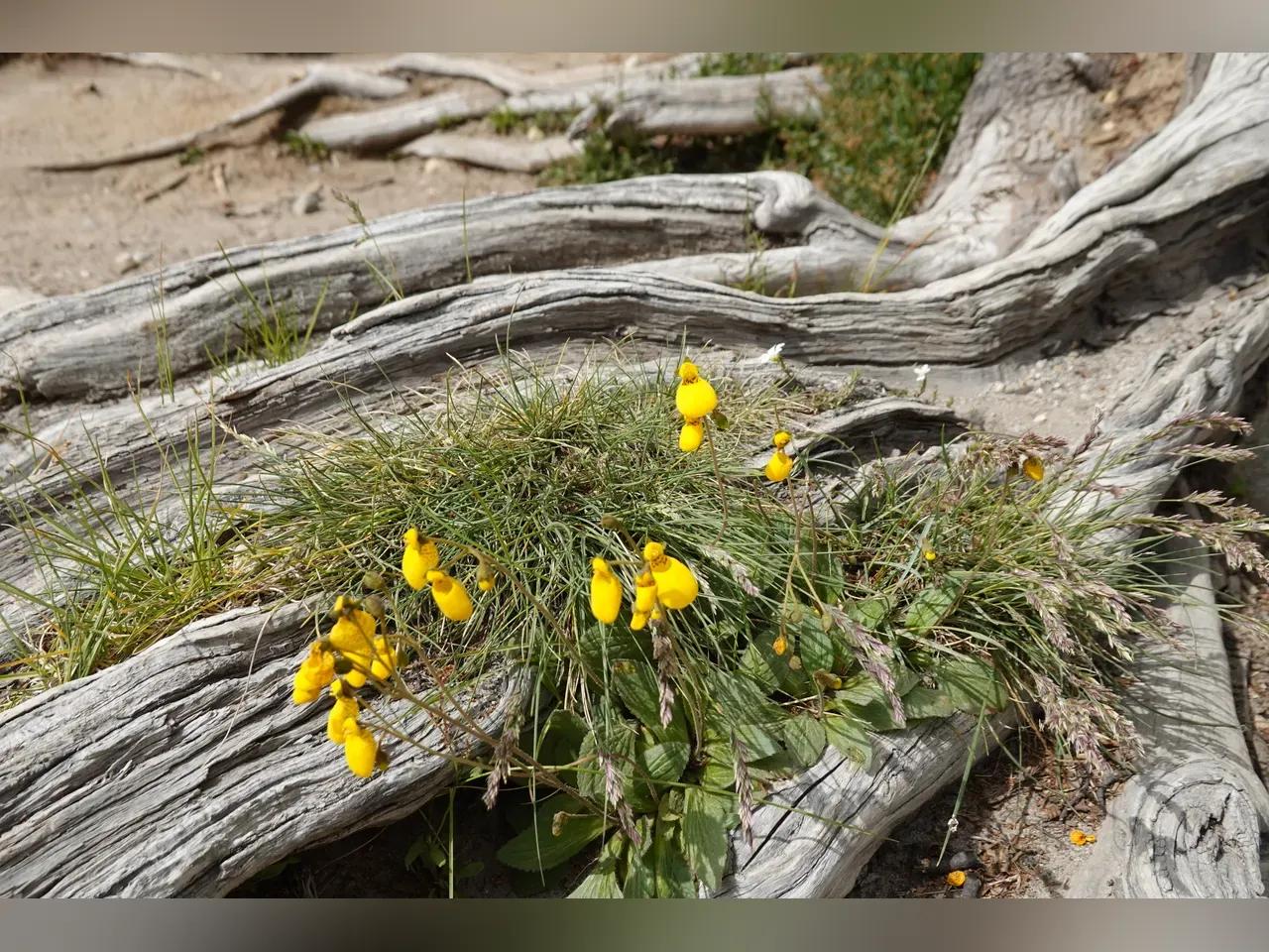 Pflanze einer Pantoffelblumen-Art mit gelben Blüten, darunter dicke Wurzeln eines Gehölzes