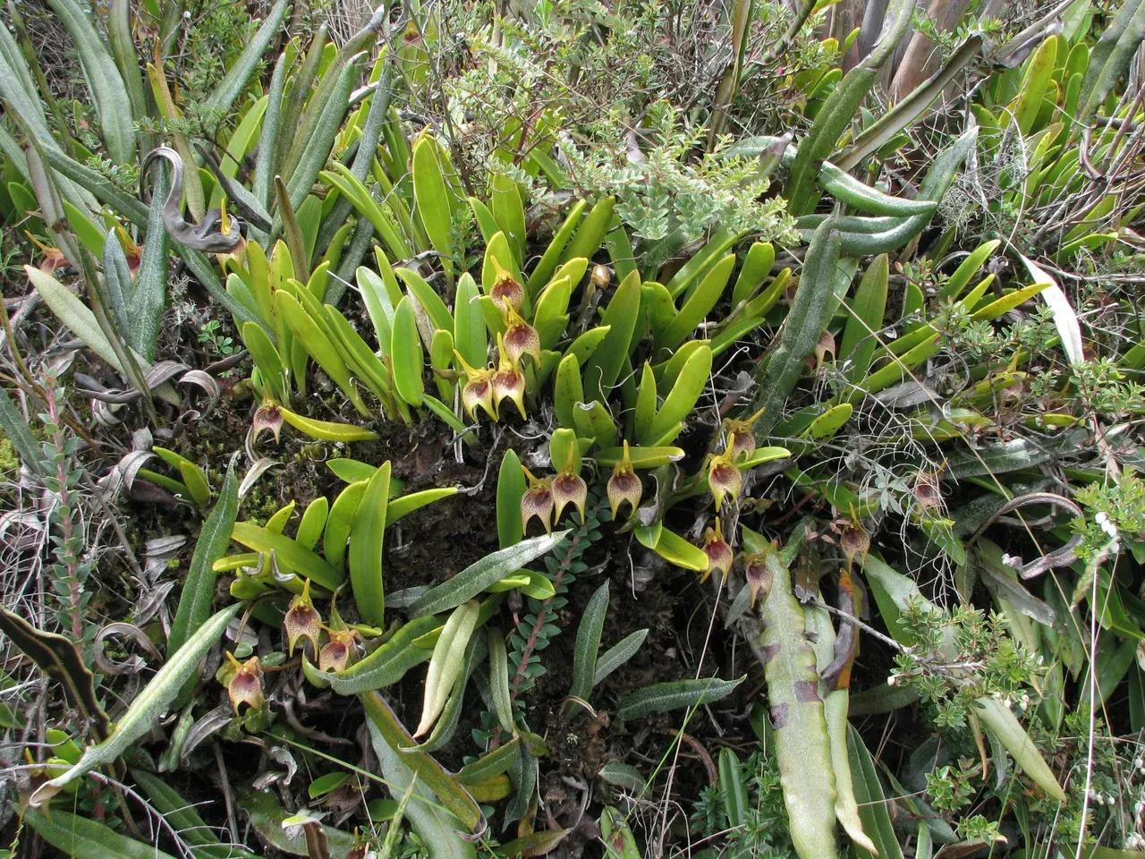 Pflanzenhorst mit über 10 geöffneten Blüten der Orchideenart Masdevallia bonplandii 
