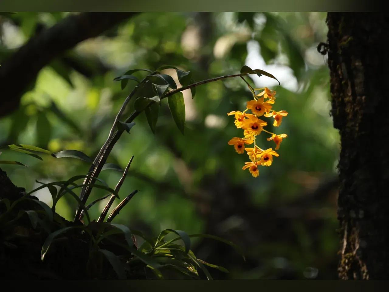 Orchideenpflanze mit orangefarbener Blütenrispe auf einem Baum als Aufsitzerpflanze wachsend 