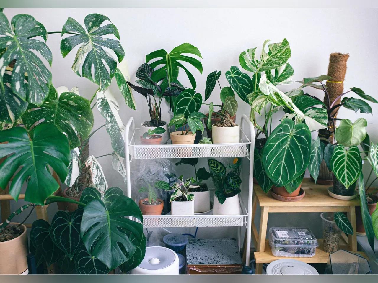 Pflanzen in einem weißen Zimmer