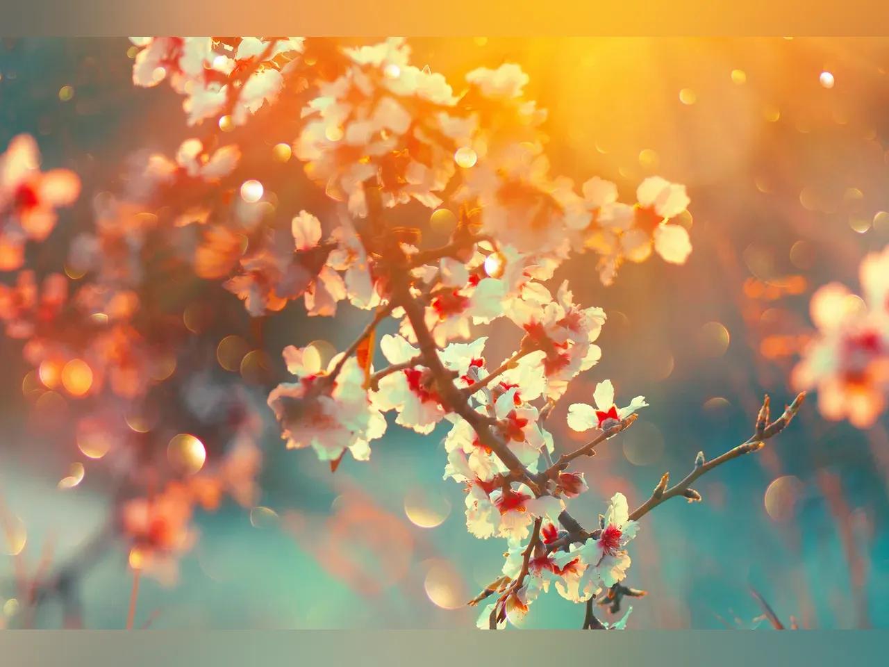 Japanische Kirschblüten