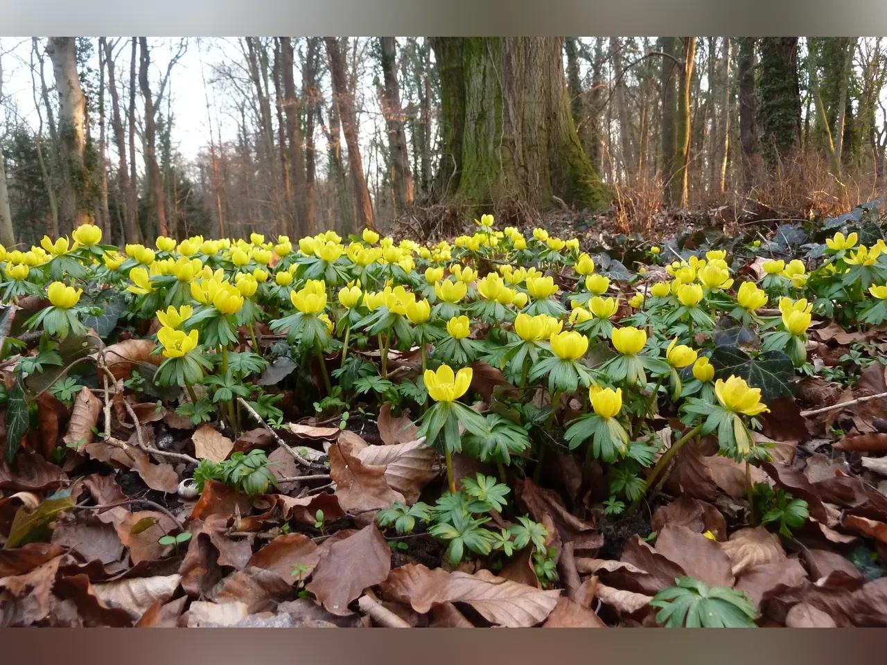 schlossparkostrau_winterlinge_c_reinhard-luge-jpg