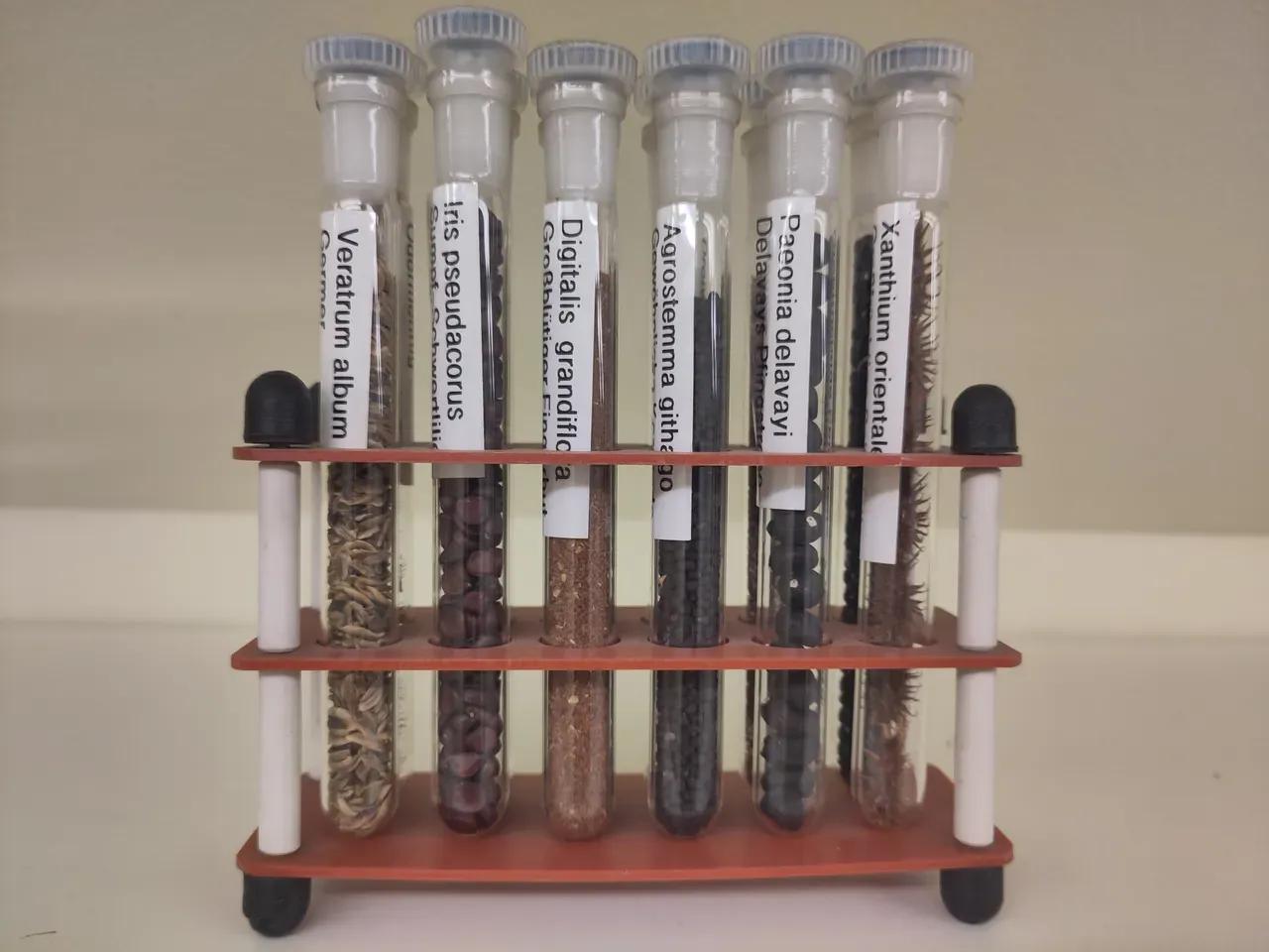 Sechs in einem kleinen Gestell senkrecht stehende, beschriftete Glasröhrchen mit verschiedenen Sämereien