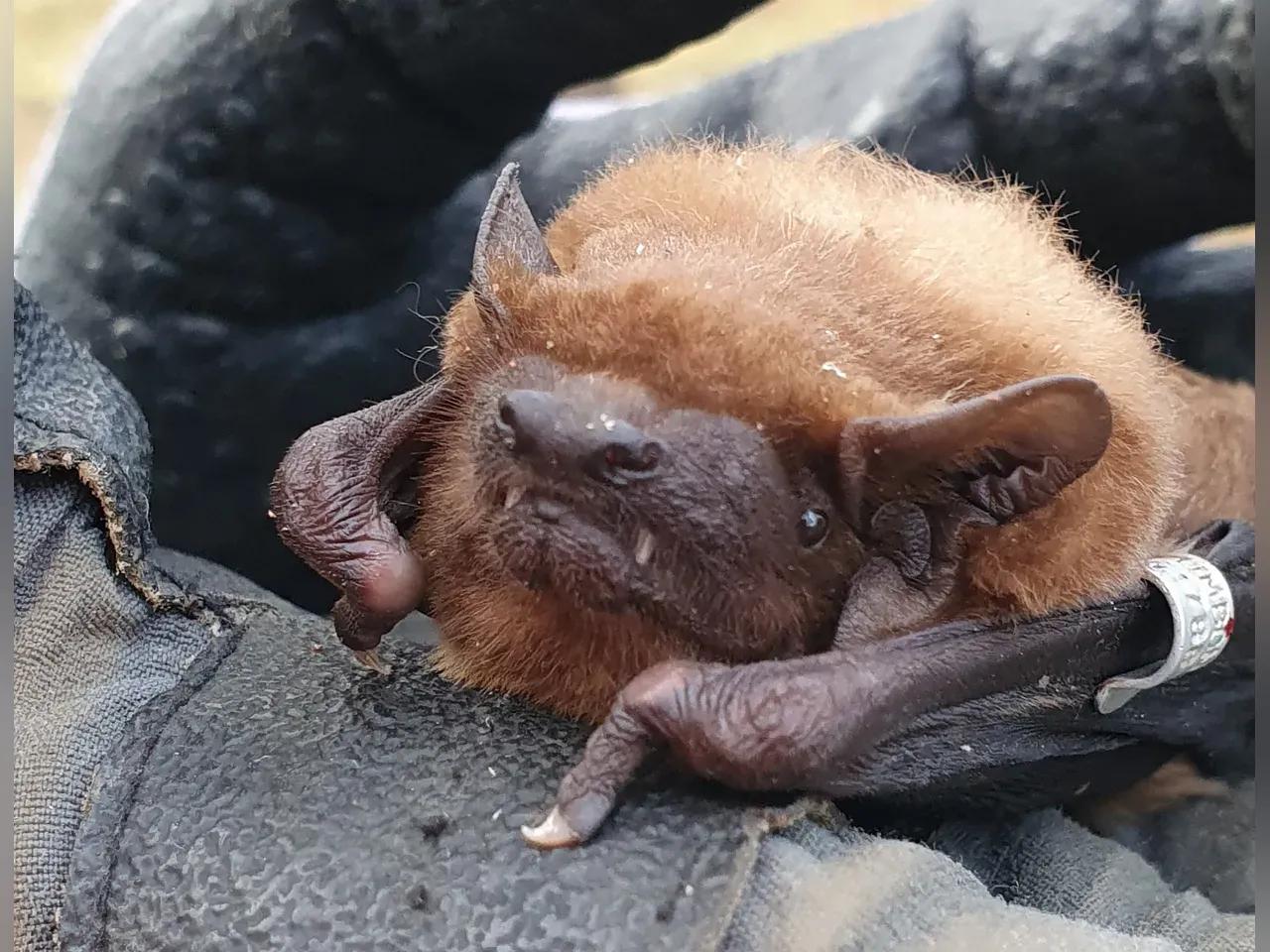 20251220_flederm-use-jpg