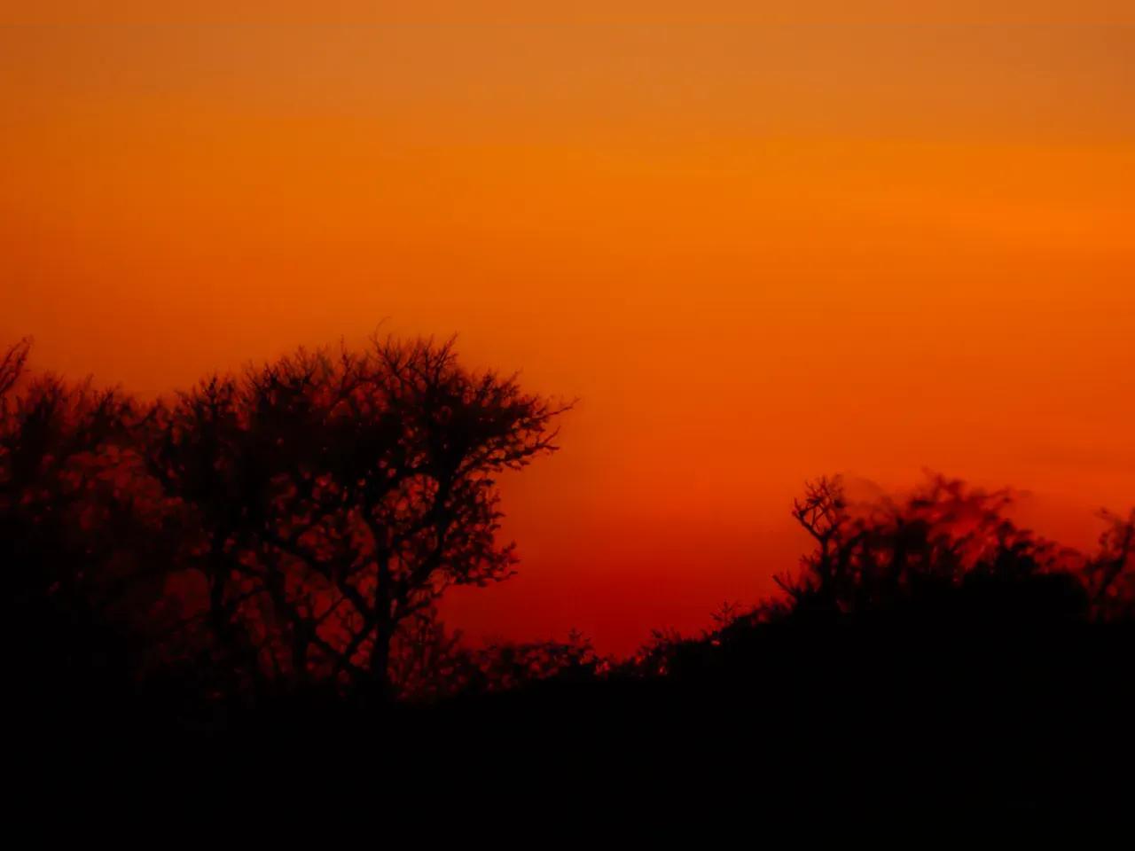 Tiefroter Himmel über schwarzen Baumkronen