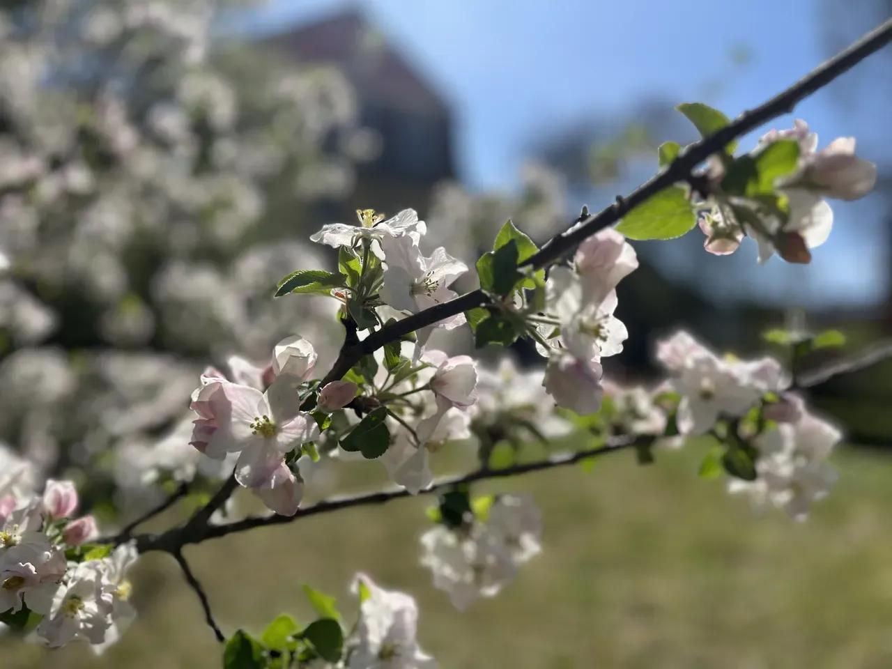 Apfelblüte in Schillers Garten