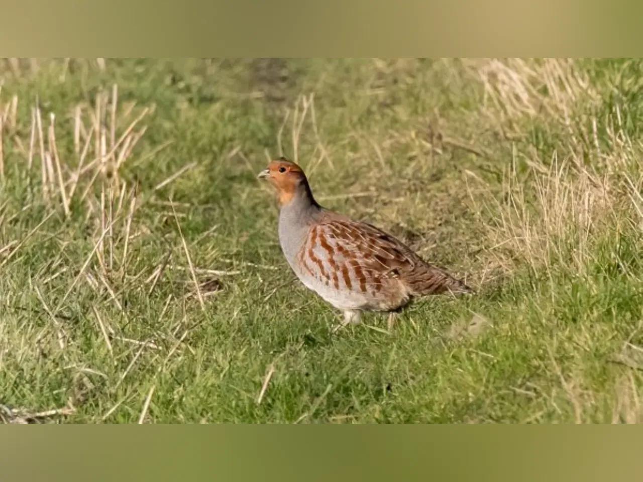 theotherkev-partridge-pixabay6986168_1920-jpg