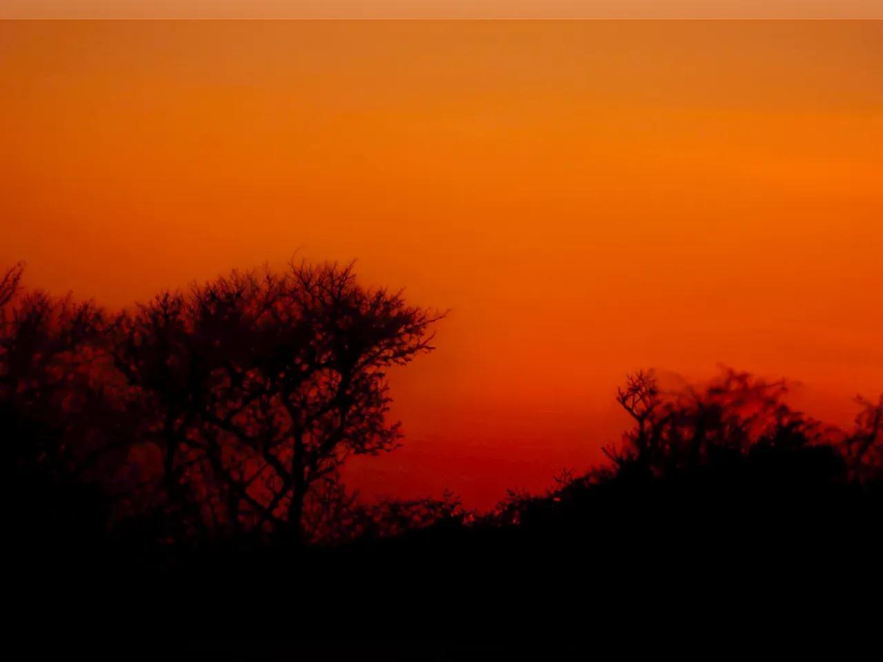 orangefarbener Himmel mit Bäumen davor