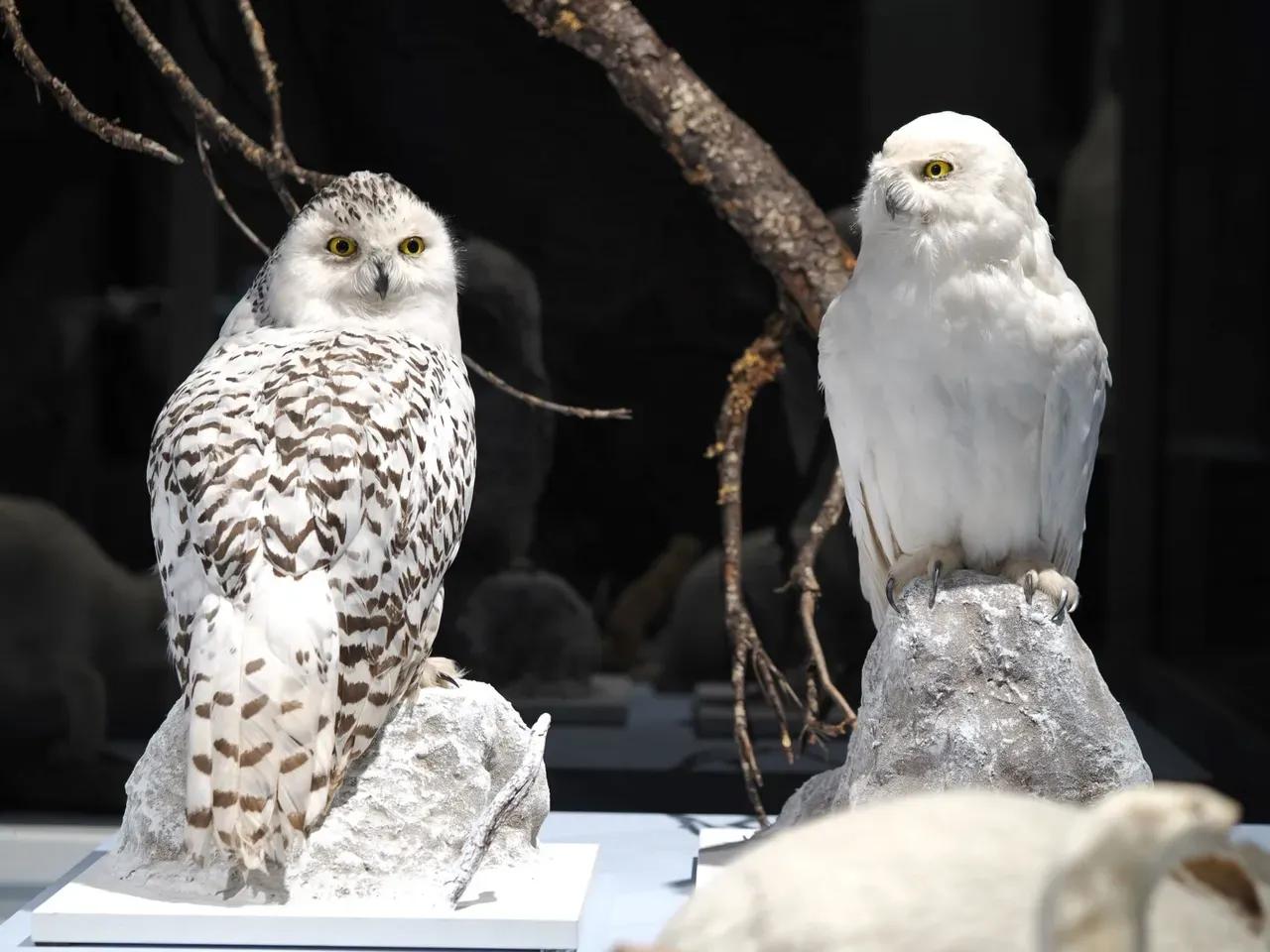 Die Schneeeule (Bubo scandiacus) jagt auch während der Polarnacht (Sammlung Museum für Naturkunde Gera)