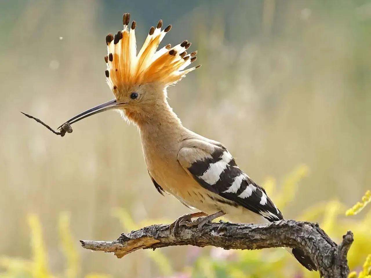 2026 Bild Pirol Ehrt