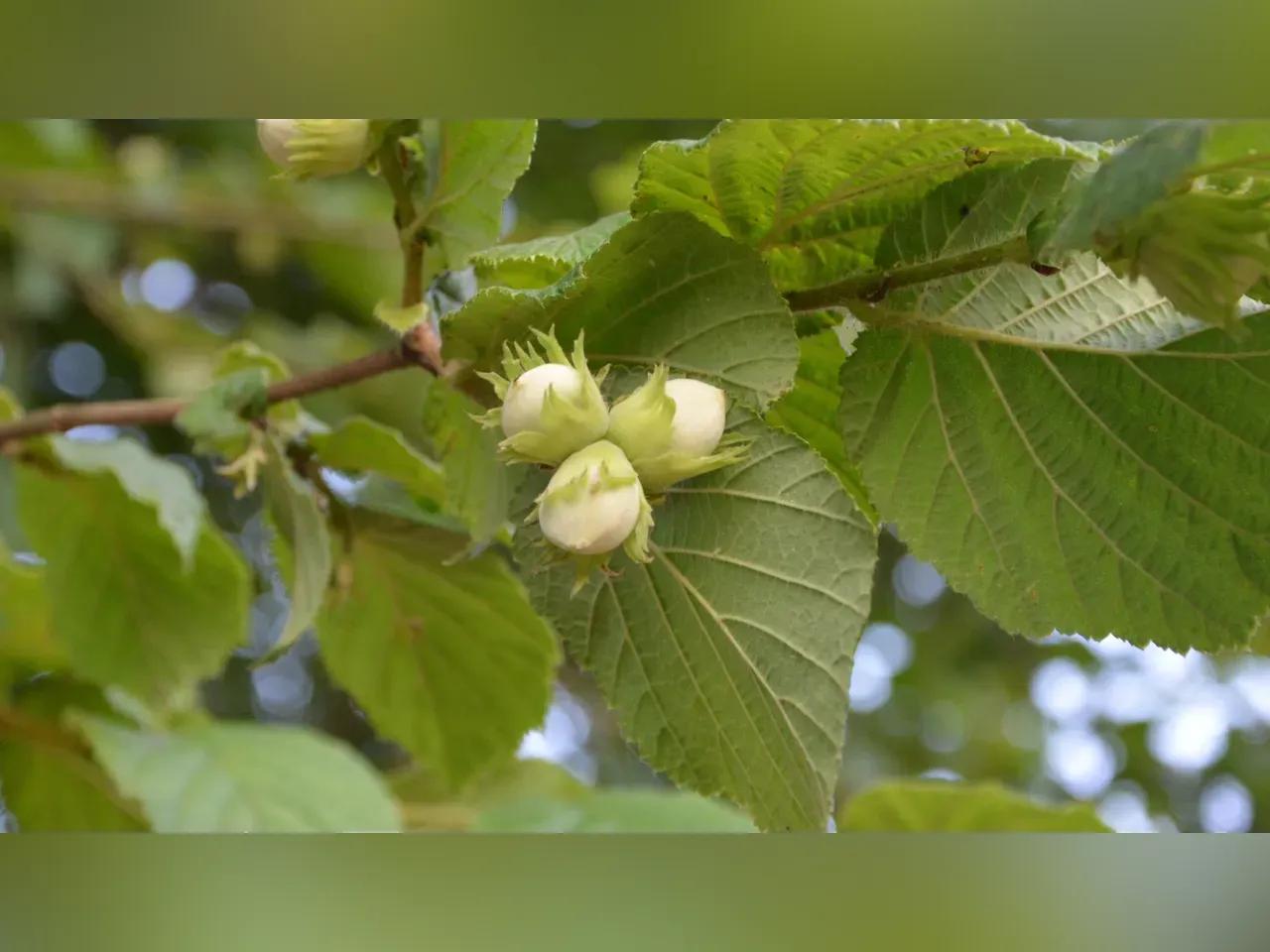 jaclou-dl-hazelnuts-pixabay-jpg