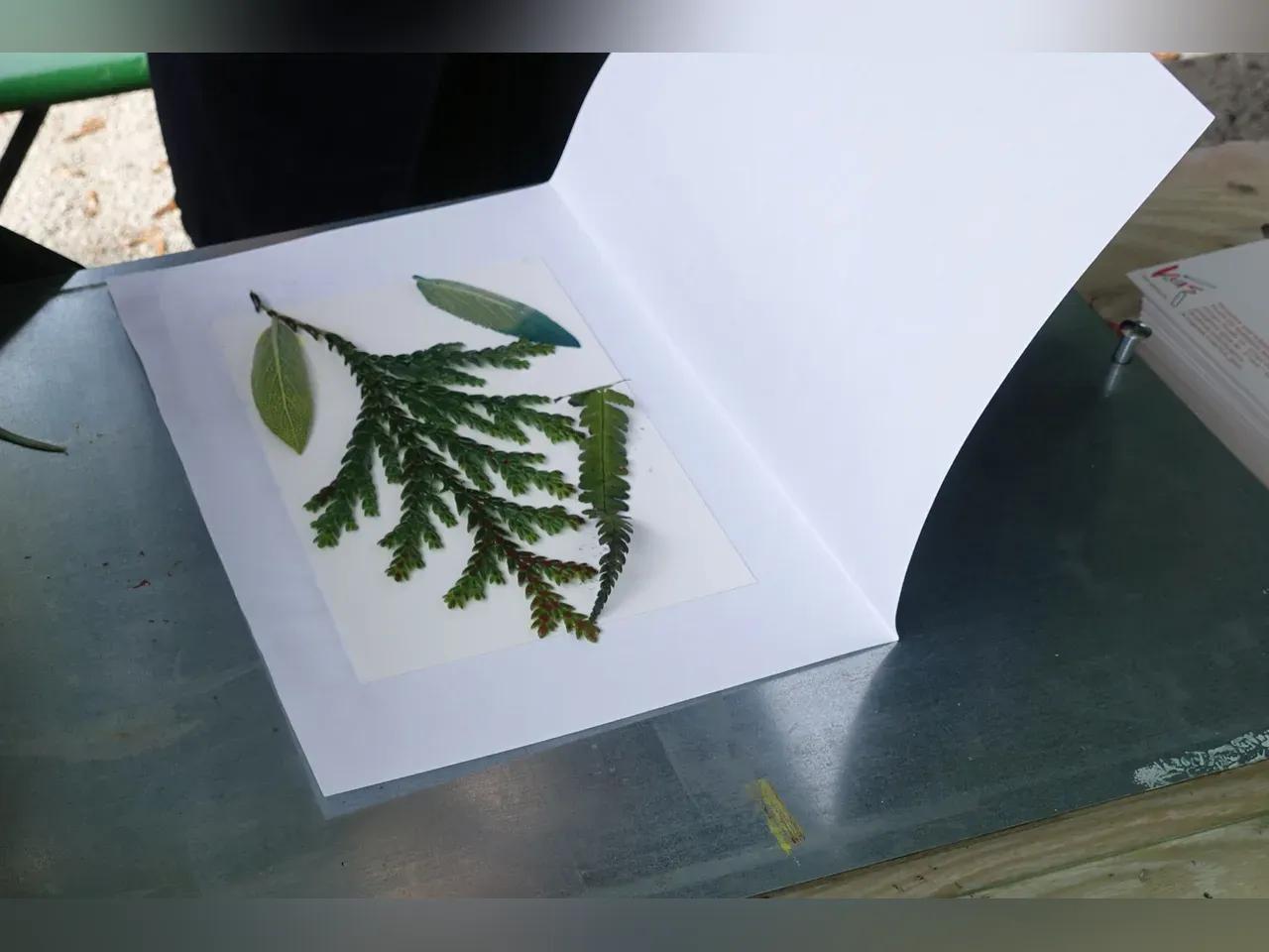 Herbarium.jpg