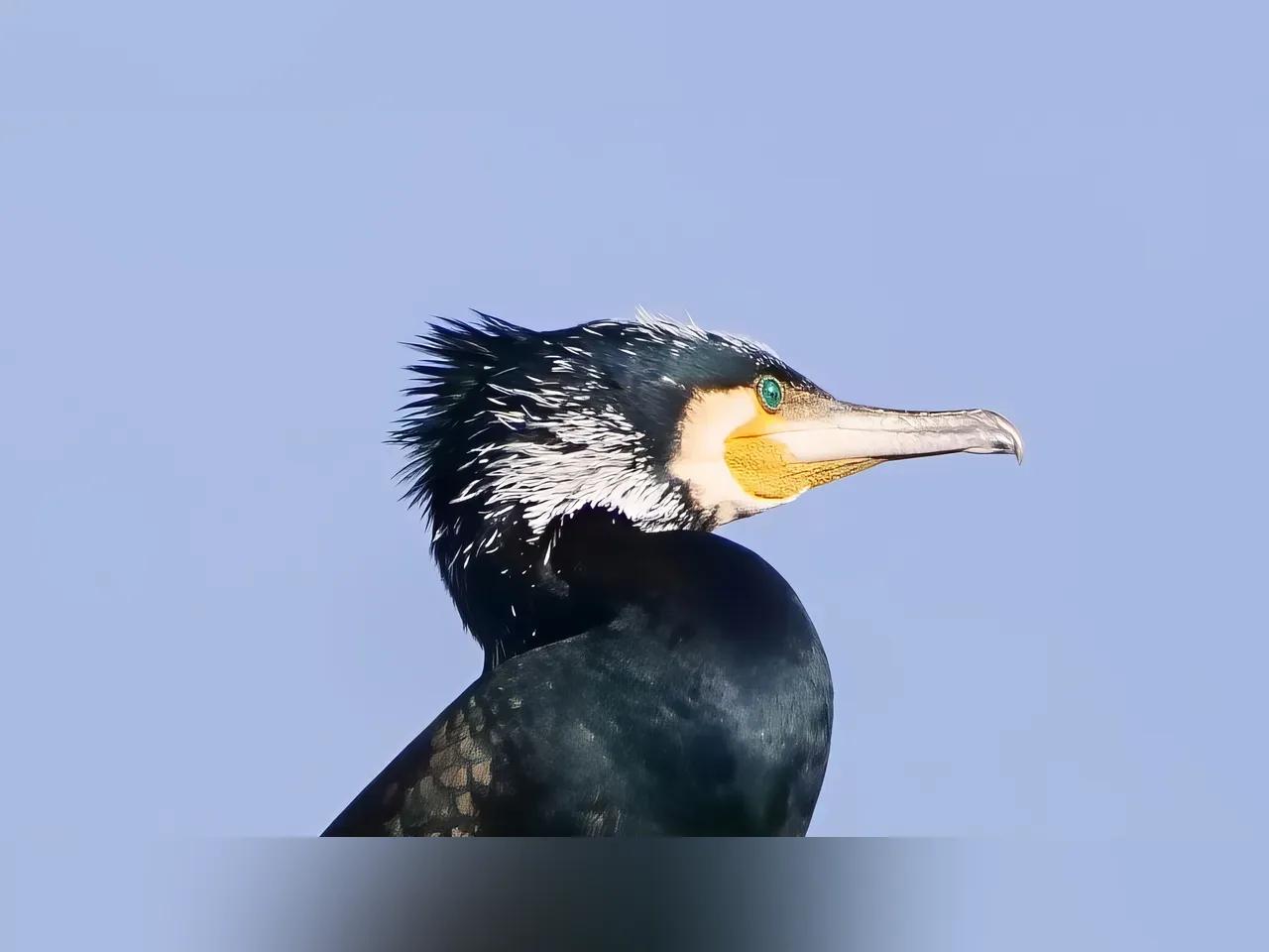 kormoran-jpg