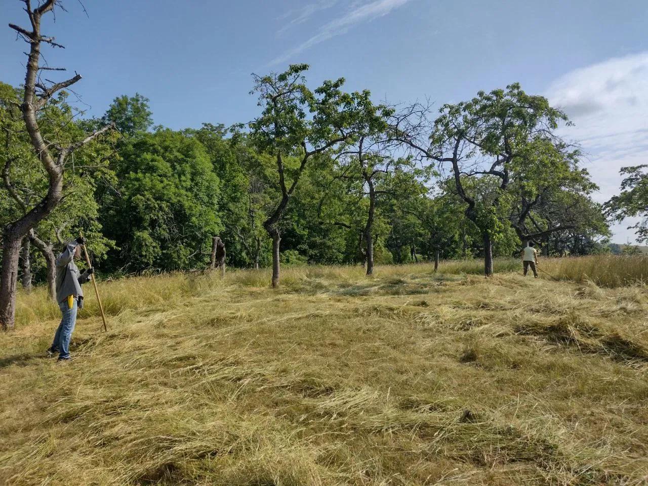 Bild zeigt zwei Arbeiter auf einer Wiese mit Sense