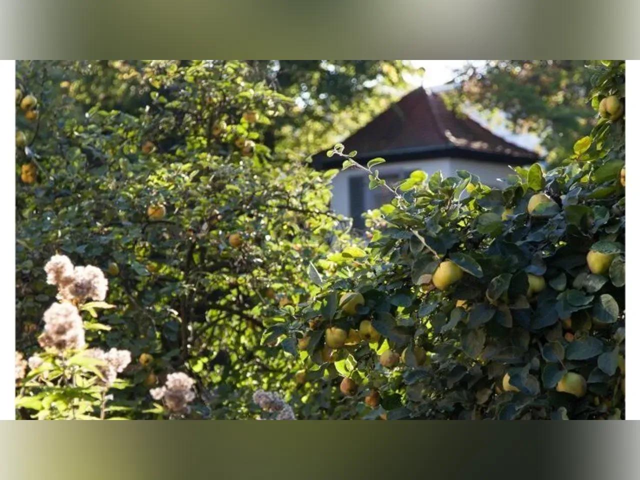 Blühender Quittenbaum in Schillers Garten. Unscharf im Hintergrund ist Schillers sogenannte "Gartenzinne" zu erkennen, ein einstöckiges kleines Türmchen, das dem Dichter als Rückzugsort diente.<br>