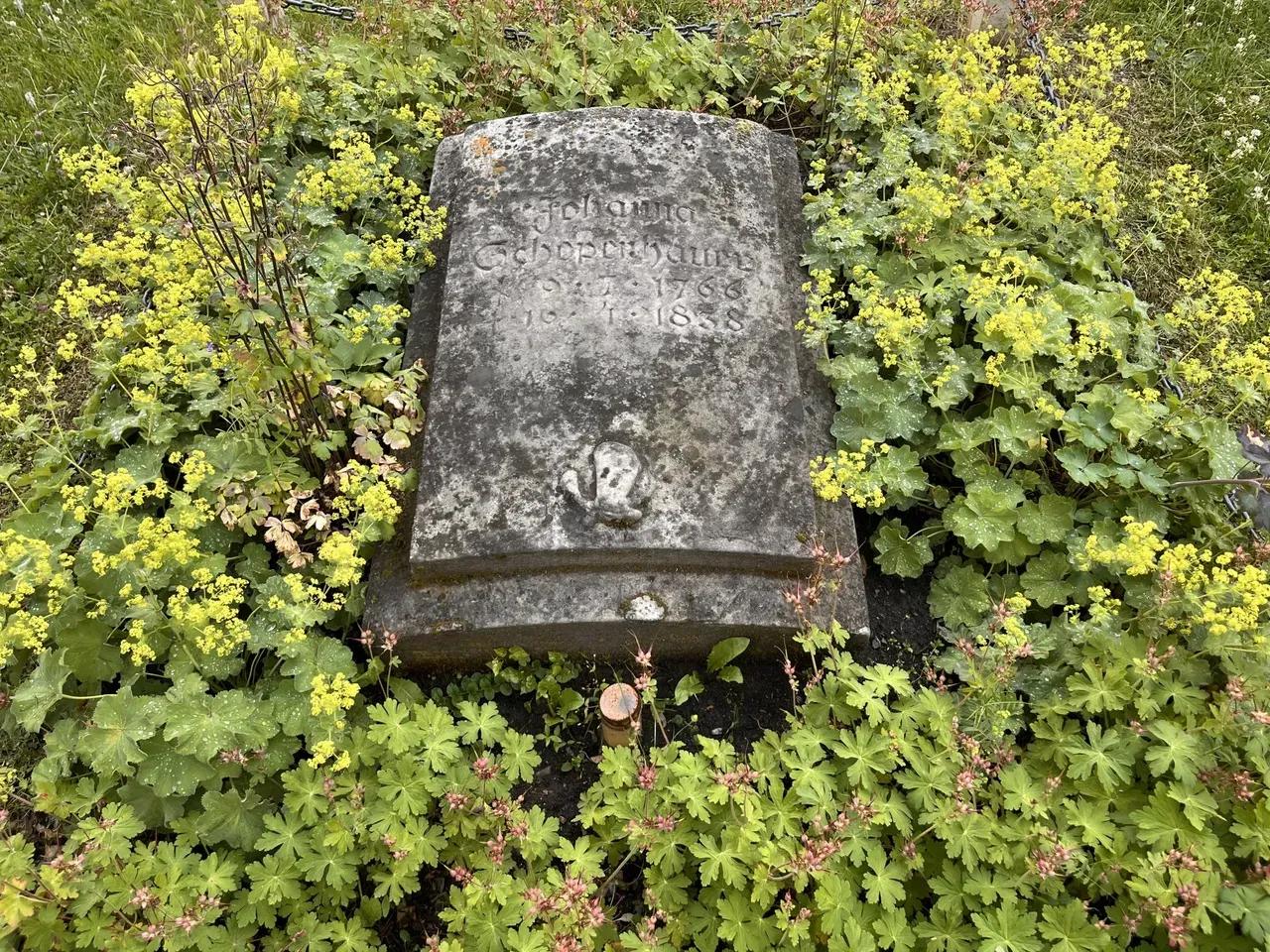 Grabplatte von Johanna Schopenhauer, umrankt von Grün