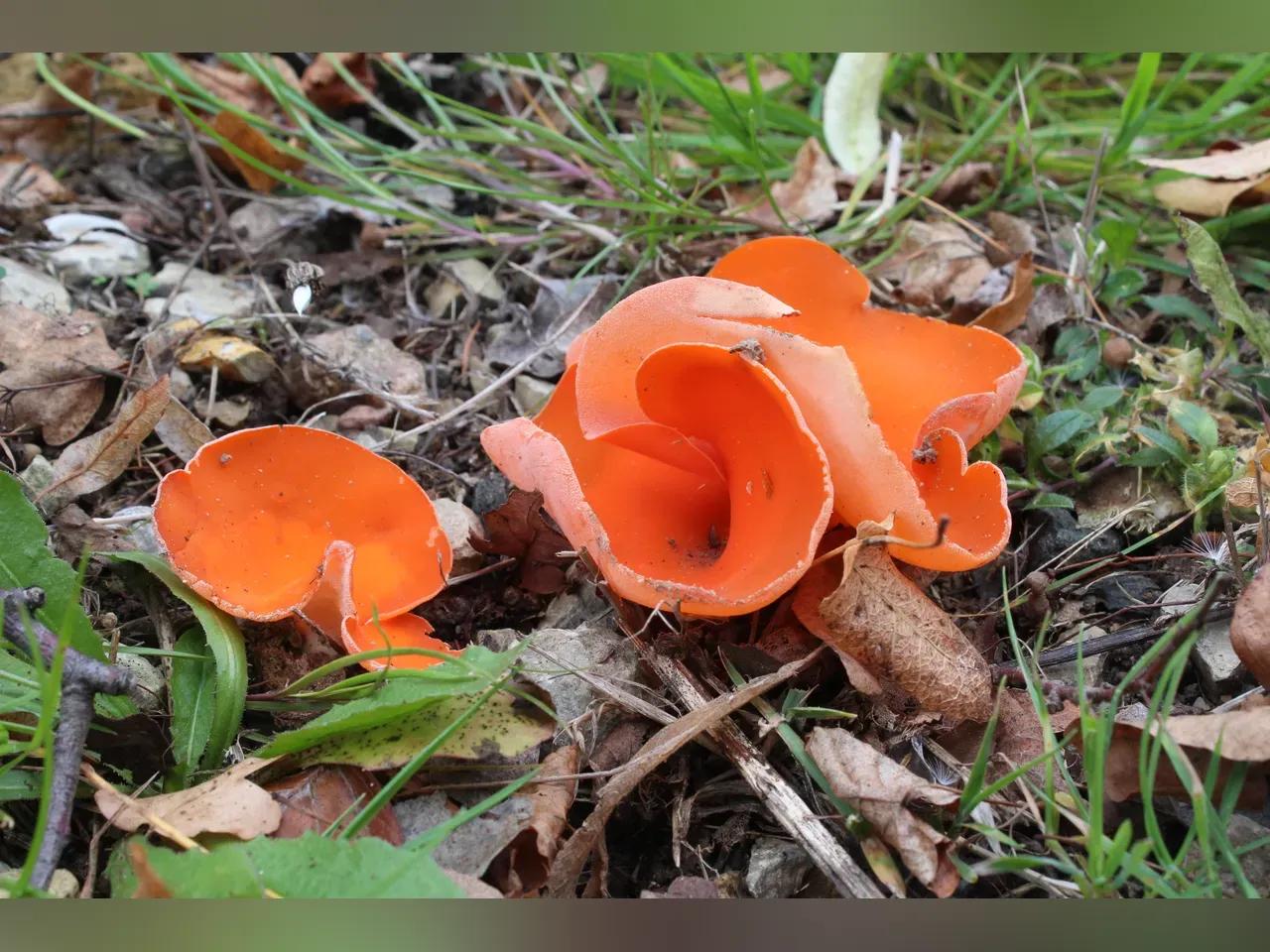 pilze-jpg