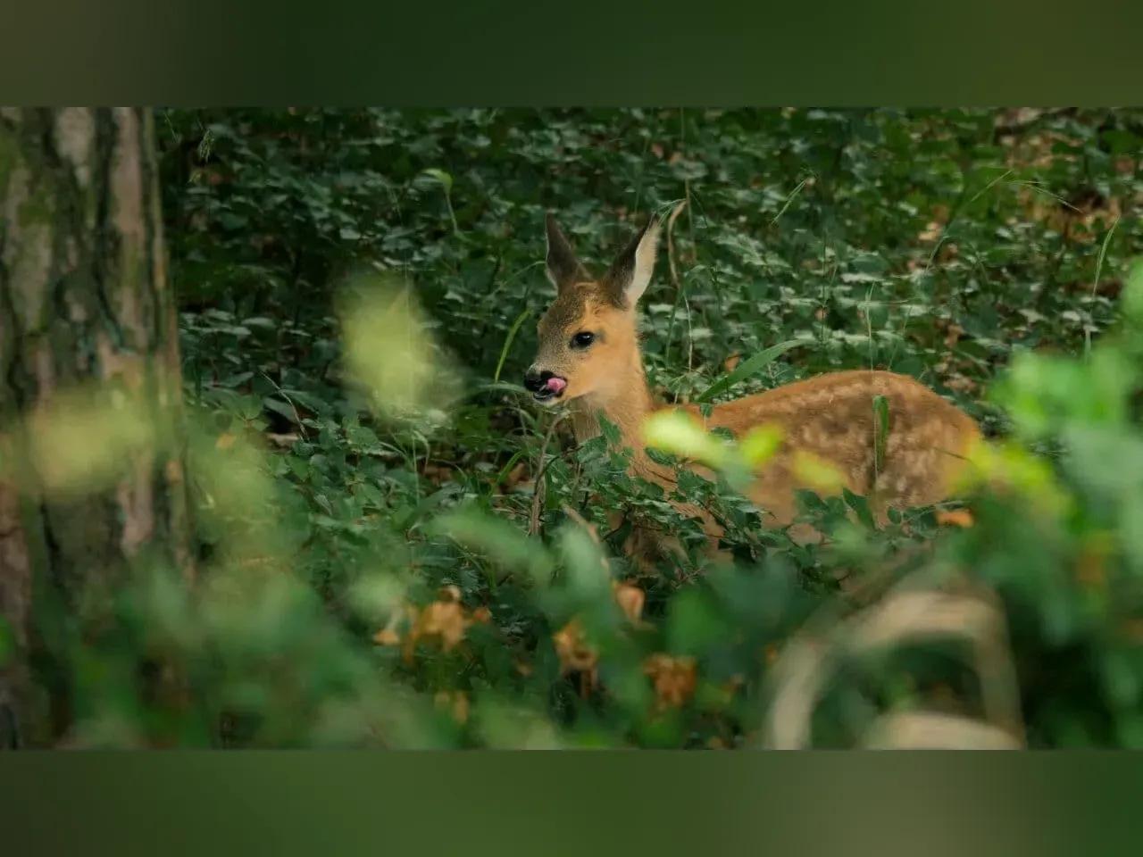 Ein kleines Rehkitz im Wald. Im Vordergrund sind Gräser