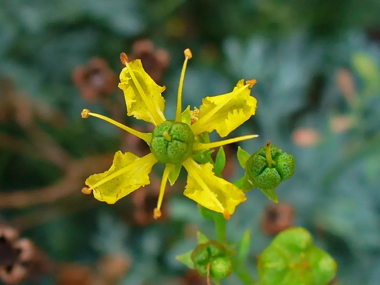 ruta_graveolens_003-jpg