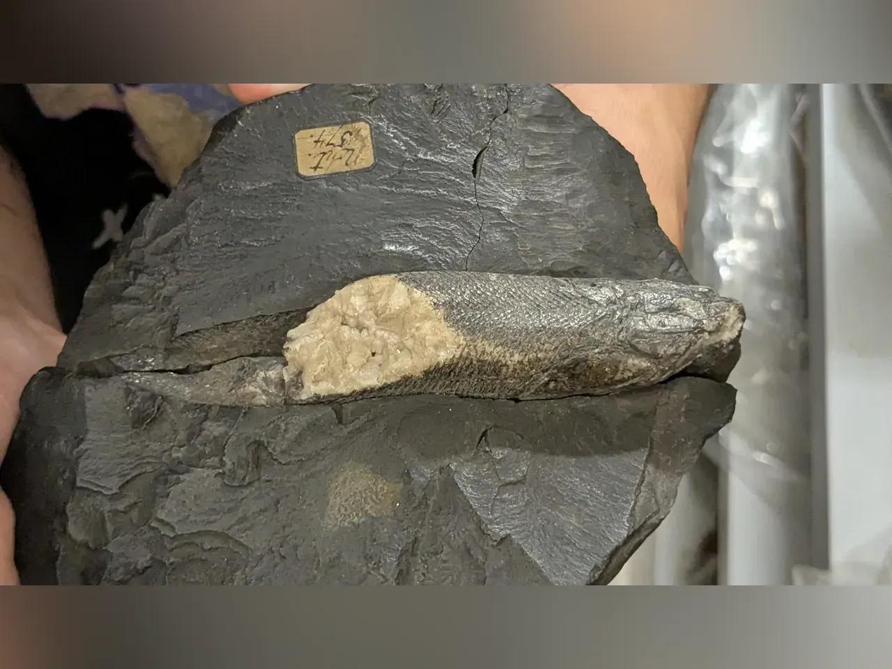 Stein mit Fossil