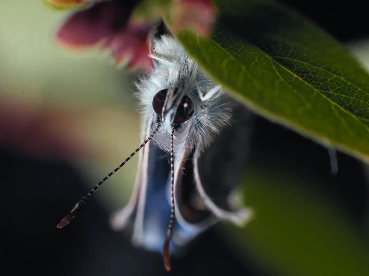 04_INSEKTEN_StillHQ_c_CaminoFilm-und-CZARFilm